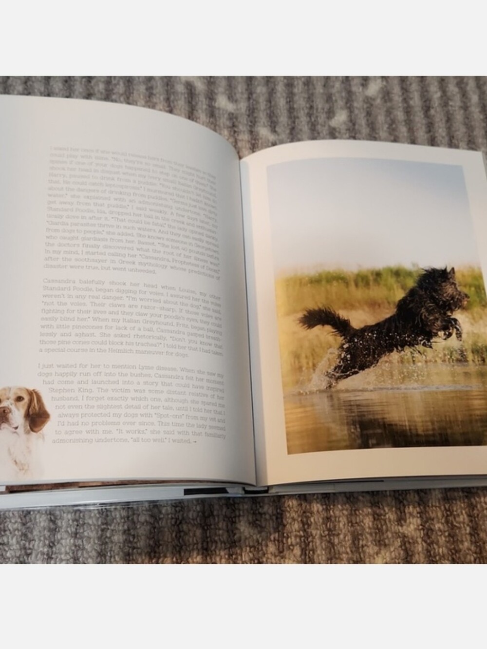 For The Love Of Dogs Book by Katharina von der Leyen - Picture 17 of 17